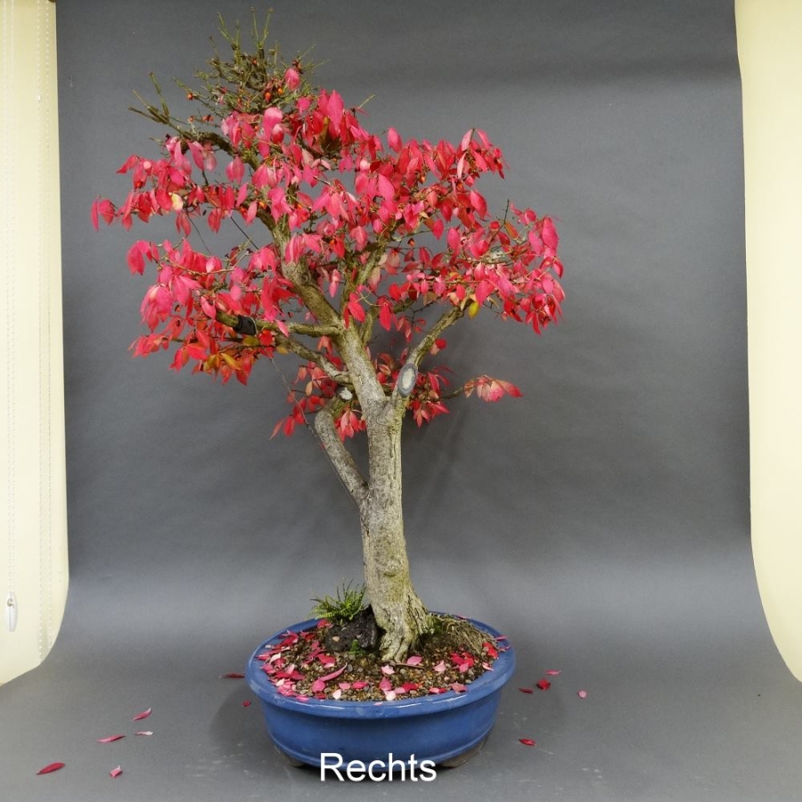 Euonymus alatus, Bonsai